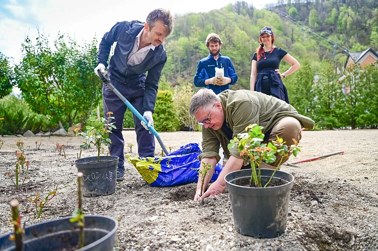 Новый сорт роз назвали в честь горного курорта «Роза Хутор», фото 6 - круглогодичный курорт «Роза Хутор»
