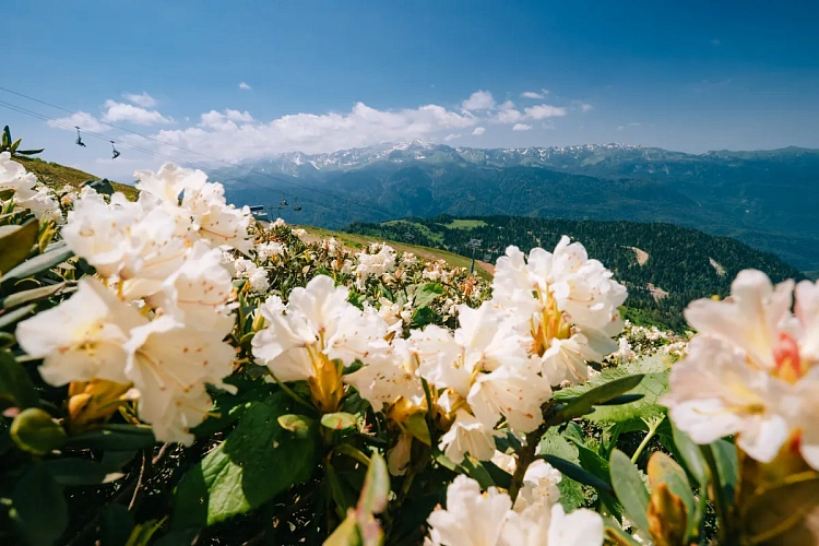 На «Роза Хутор» зацвели рододендроны , фото 2 - круглогодичный курорт «Роза Хутор»