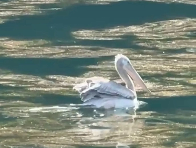 На «Роза Хутор» заметили редкого кудрявого пеликана, фото 1 - круглогодичный курорт «Роза Хутор»