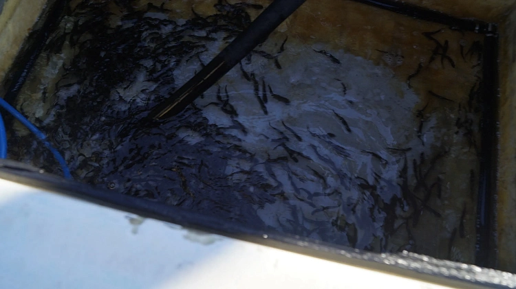 Роза Хутор восстанавливает популяцию кумжи, фото 2 - круглогодичный курорт «Роза Хутор»