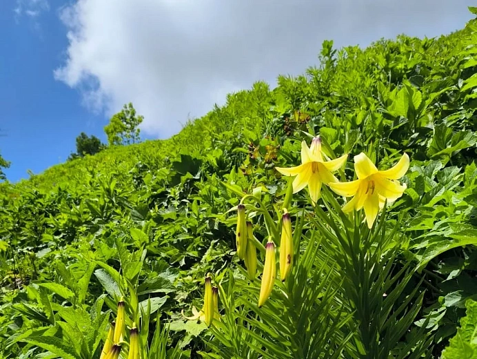 Редкая Лилия Кессельринга зацвела на склонах «Роза Хутор», фото 2 - круглогодичный курорт «Роза Хутор»