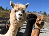 Парк альпак «Пача Мама» на «Роза Хутор» принял более 14 тысяч гостей , фото 2 - круглогодичный курорт «Роза Хутор»