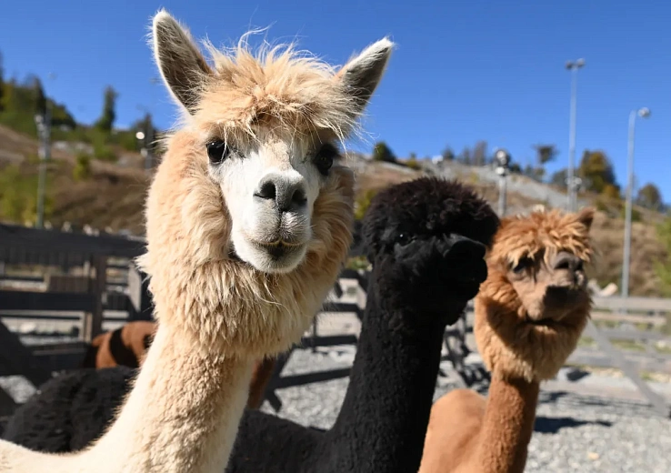 Парк альпак «Пача Мама» на «Роза Хутор» принял более 14 тысяч гостей , фото 2 - круглогодичный курорт «Роза Хутор»