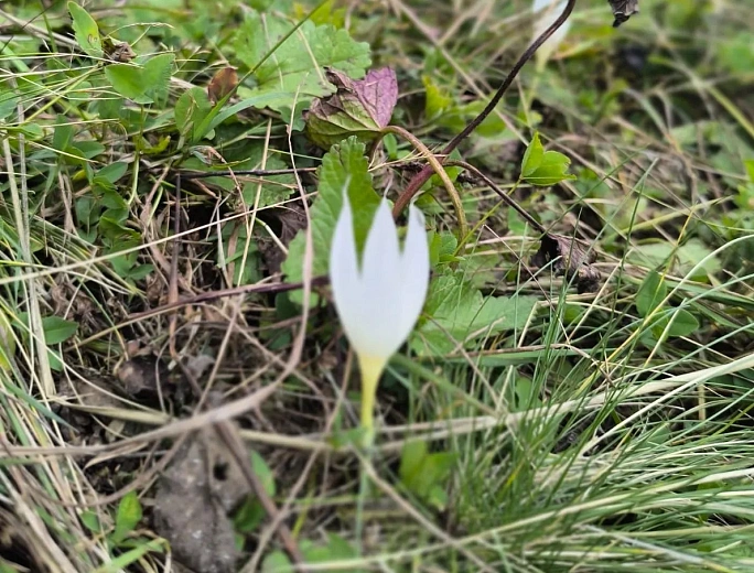 На «Роза Хутор» расцвели крокусы, фото 2 - круглогодичный курорт «Роза Хутор»
