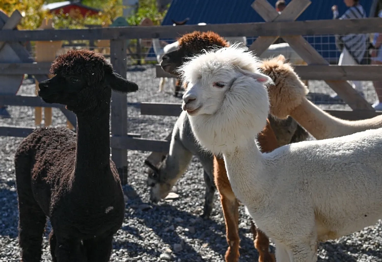 Парк альпак «Пача Мама» на «Роза Хутор» принял более 14 тысяч гостей , фото 4 - круглогодичный курорт «Роза Хутор»