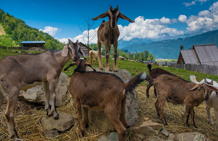 110 километров пеших троп будет доступно в новом летнем сезоне на «Роза Хутор», фото 3 - круглогодичный курорт «Роза Хутор»