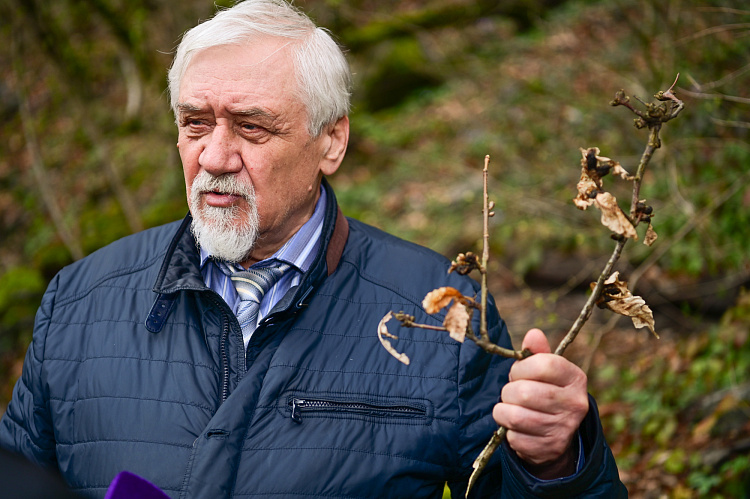 На «Роза Хутор» стартовал научный проект по спасению каштановых лесов Кавказа, фото 3 - круглогодичный курорт «Роза Хутор»