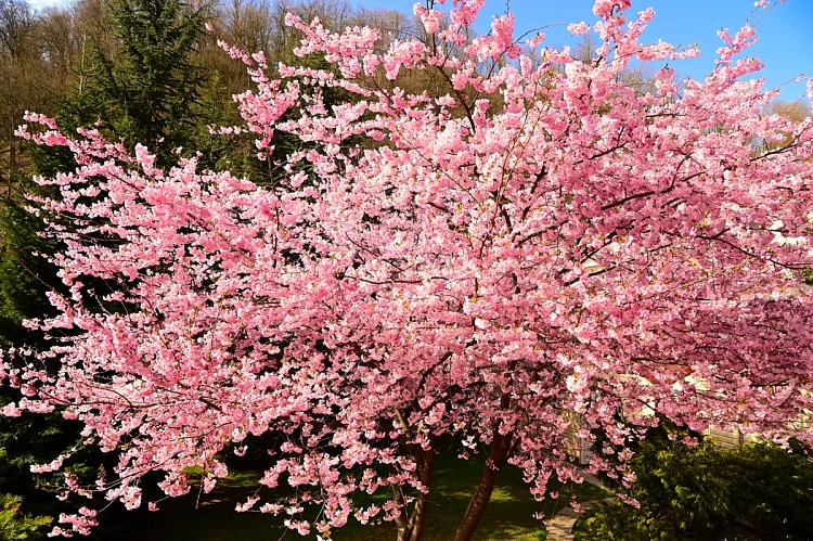 На курорте «Роза Хутор» начался сезон цветения сакуры, фото 2 - круглогодичный курорт «Роза Хутор»