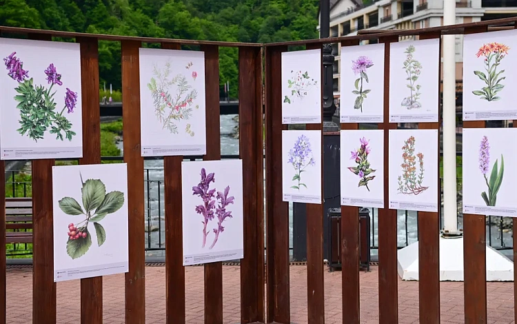 Выставка мастеров ботанической иллюстрации открылась на «Роза Хутор», фото 3 - круглогодичный курорт «Роза Хутор»