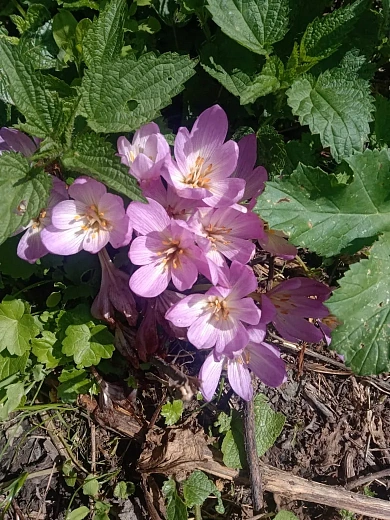 На Роза Хутор зацвел краснокнижный Безвременник великолепный, фото 3 - круглогодичный курорт «Роза Хутор»
