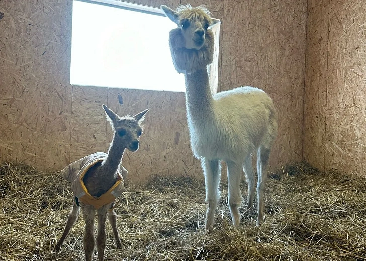 Первый детеныш родился в Парке альпак на «Роза Хутор», фото 3 - круглогодичный курорт «Роза Хутор»