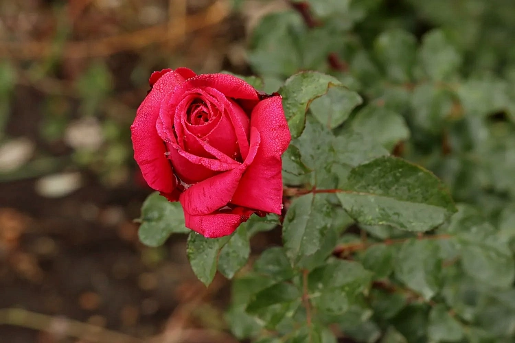 Новый сорт роз назвали в честь горного курорта «Роза Хутор», фото 4 - круглогодичный курорт «Роза Хутор»