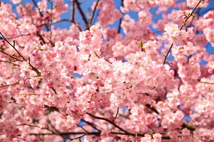 На курорте «Роза Хутор» начался сезон цветения сакуры, фото 6 - круглогодичный курорт «Роза Хутор»
