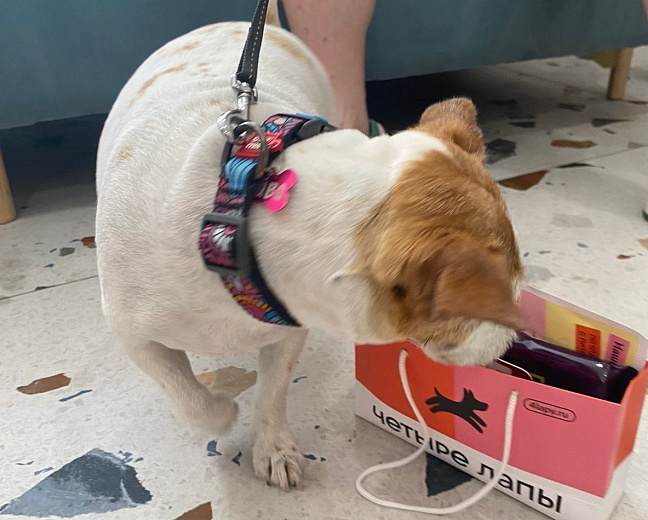 На «Роза Хутор» появились первые в Сочи сертифицированные pet-friendly отели, фото 1 - круглогодичный курорт «Роза Хутор»