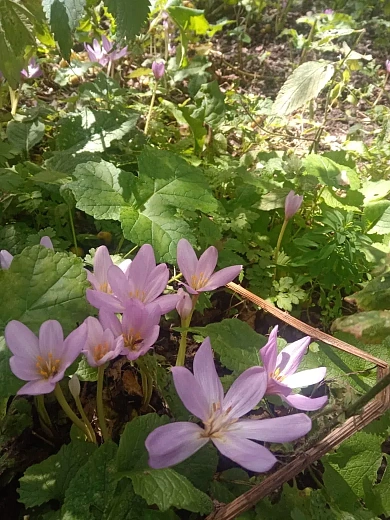 На Роза Хутор зацвел краснокнижный Безвременник великолепный, фото 2 - круглогодичный курорт «Роза Хутор»