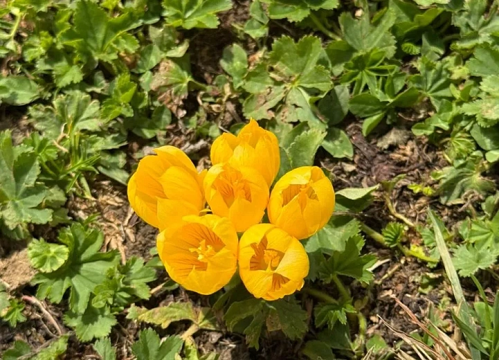 На «Роза Хутор» расцвели крокусы, фото 1 - круглогодичный курорт «Роза Хутор»