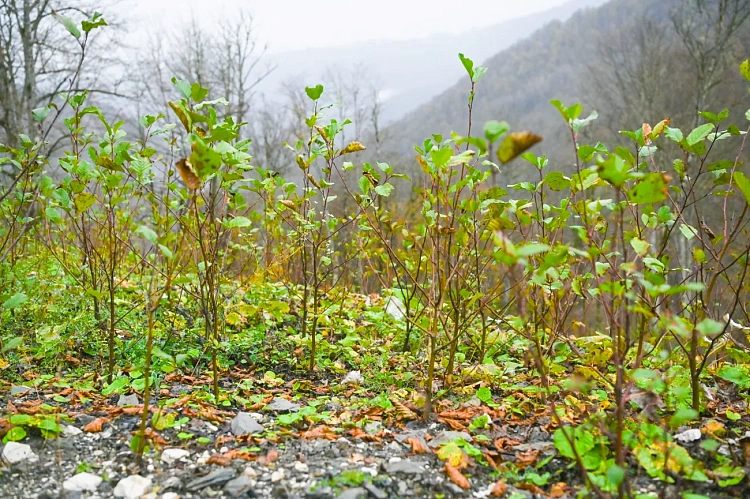 Более 18 тысяч деревьев высадят на курорте «Роза Хутор», фото 3 - круглогодичный курорт «Роза Хутор»