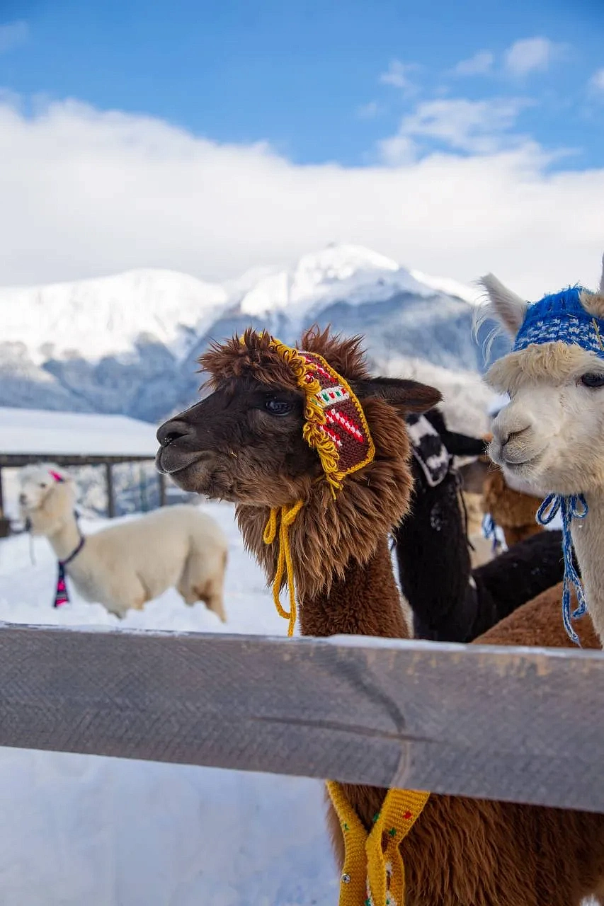 Парк альпак «Пача Мама», фото 6 - круглогодичный курорт «Роза Хутор»
