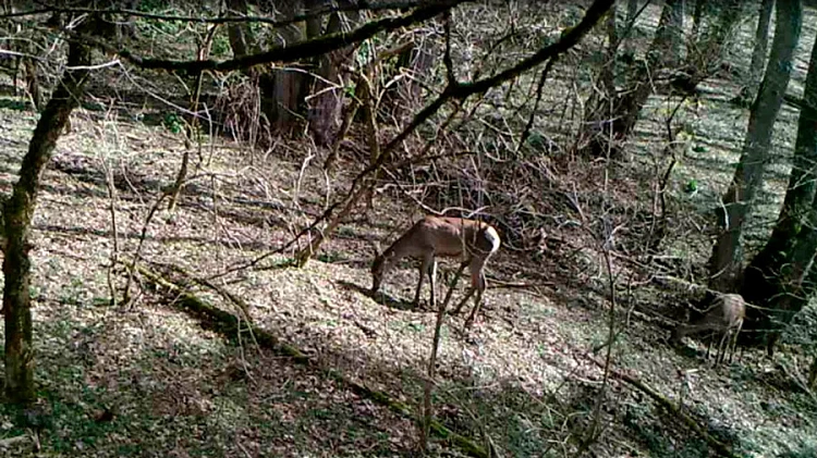 На «Роза Хутор» заботятся о благополучии обитателей горных лесов , фото 3 - круглогодичный курорт «Роза Хутор»