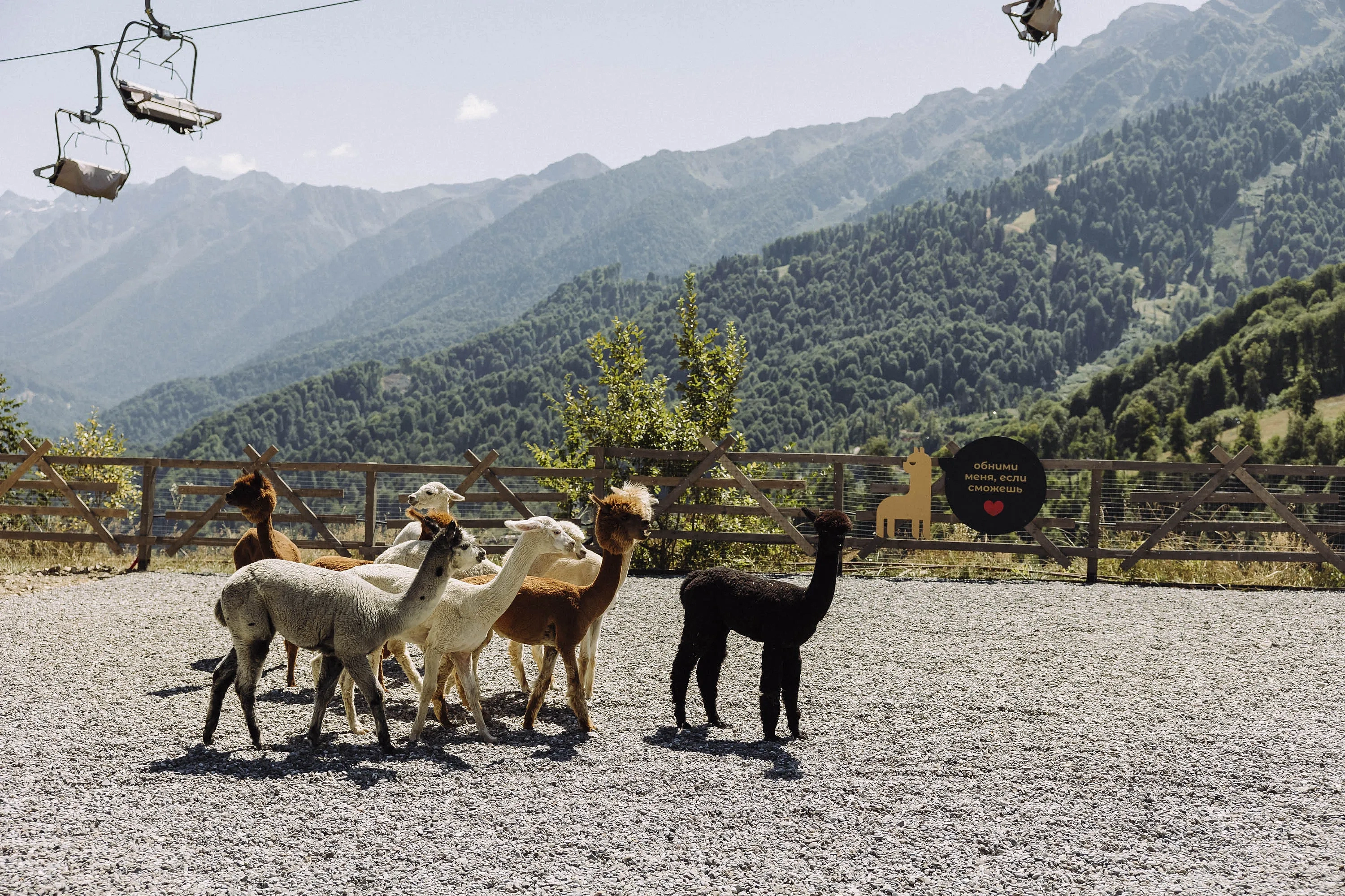 Тропа Путь к альпакам, фото 4 - круглогодичный курорт «Роза Хутор»