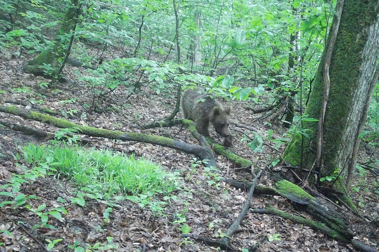 Роза Хутор заботится о сохранении биоразнообразия горного Причерноморья, фото 3 - круглогодичный курорт «Роза Хутор»