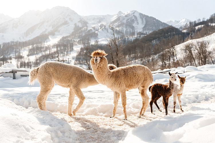 Редкие альпаки появились на «Роза Хутор», фото 2 - круглогодичный курорт «Роза Хутор»