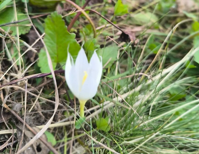 На «Роза Хутор» расцвели крокусы, фото 3 - круглогодичный курорт «Роза Хутор»