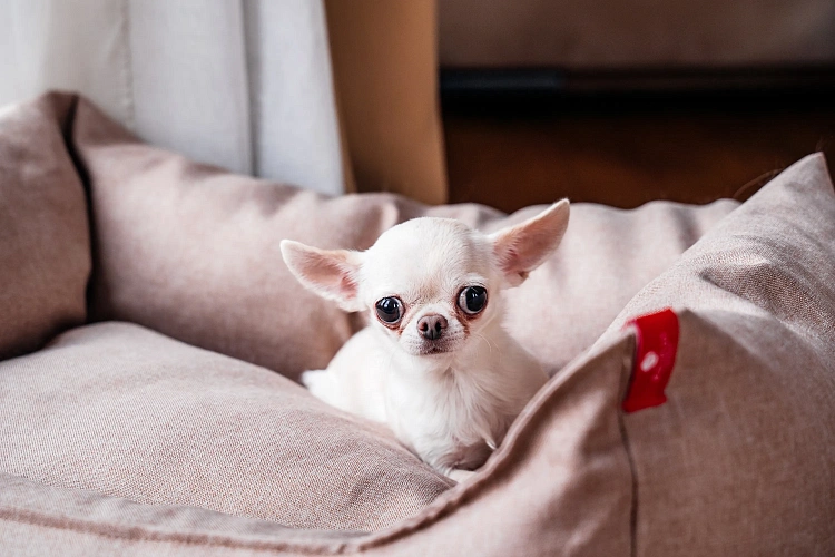 Теперь в отеле AZIMUT Роза Хутор можно проживать с животными, фото 2 - круглогодичный курорт «Роза Хутор»