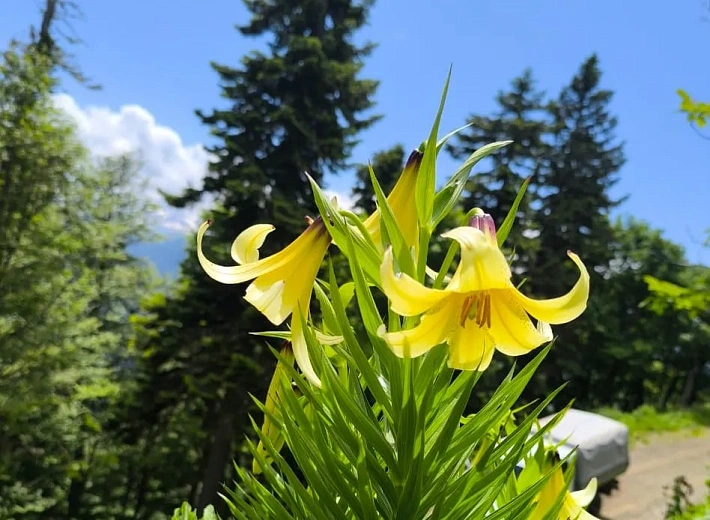 Редкая Лилия Кессельринга зацвела на склонах «Роза Хутор», фото 3 - круглогодичный курорт «Роза Хутор»