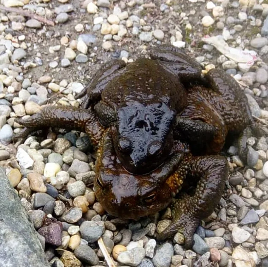 Озеро для тритонов, фото 4 - круглогодичный курорт «Роза Хутор»