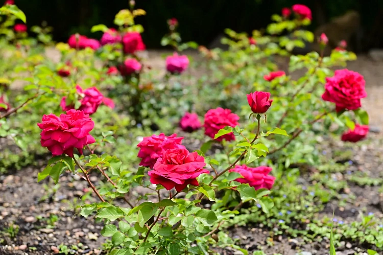 Новый сорт русской кустовой розы из Рязани прижился в горах Сочи, фото 3 - круглогодичный курорт «Роза Хутор»