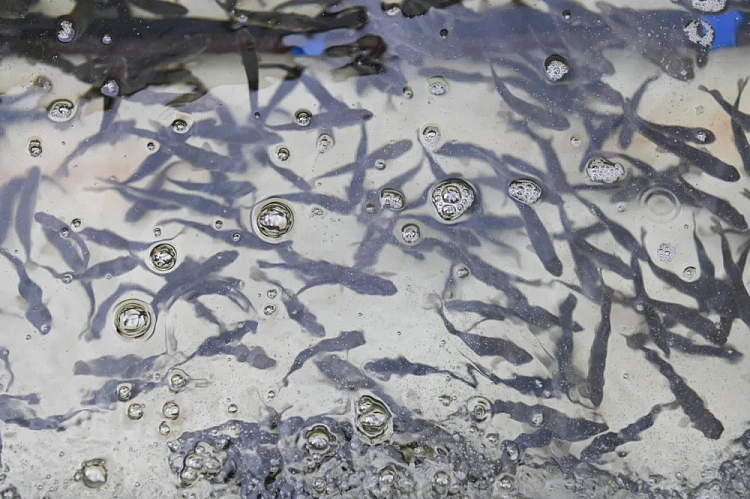 В Черном море станет больше краснокнижного лосося, фото 2 - круглогодичный курорт «Роза Хутор»