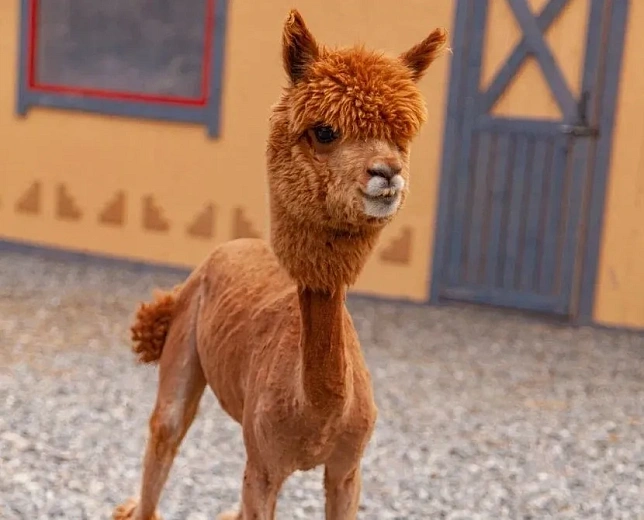 Обитатели парка альпак «Пача Мама» получили новые прически , фото 2 - круглогодичный курорт «Роза Хутор»