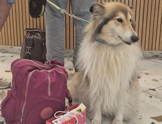 На «Роза Хутор» появились первые в Сочи сертифицированные pet-friendly отели, фото 2 - круглогодичный курорт «Роза Хутор»