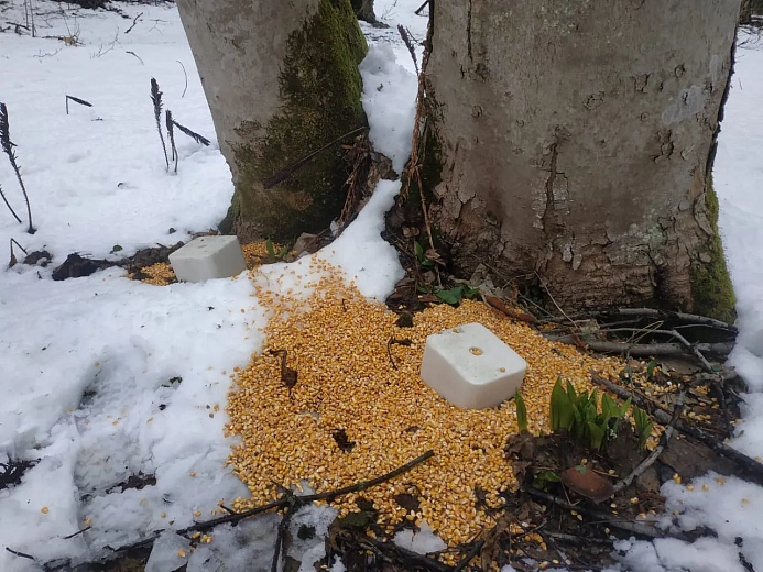 На «Роза Хутор» заботятся о благополучии обитателей горных лесов , фото 4 - круглогодичный курорт «Роза Хутор»