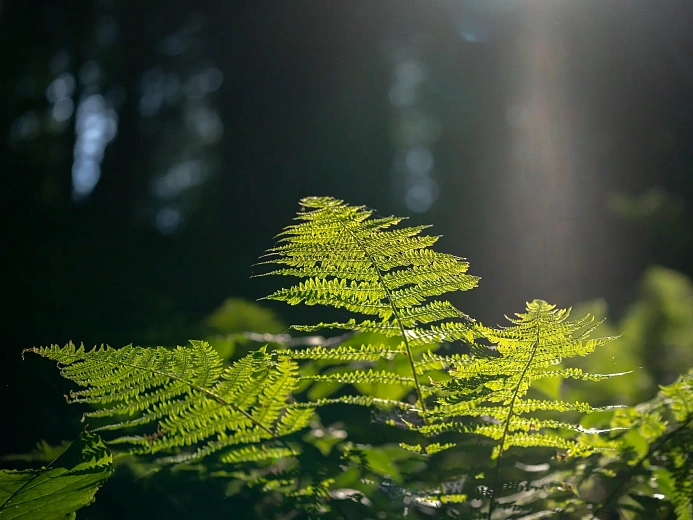 Новый пеший маршрут в горах открылся на курорте Роза Хутор, фото 4 - круглогодичный курорт «Роза Хутор»