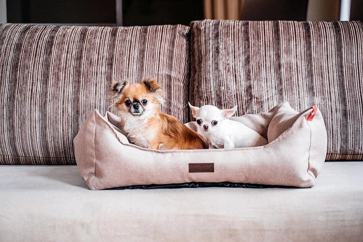 Теперь в отеле AZIMUT Роза Хутор можно проживать с животными, фото 1 - круглогодичный курорт «Роза Хутор»