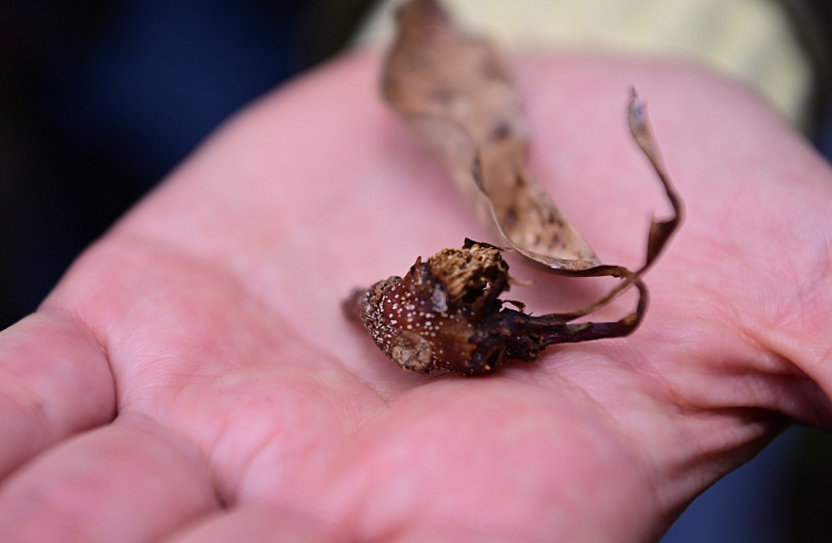 На «Роза Хутор» стартовал научный проект по спасению каштановых лесов Кавказа, фото 2 - круглогодичный курорт «Роза Хутор»