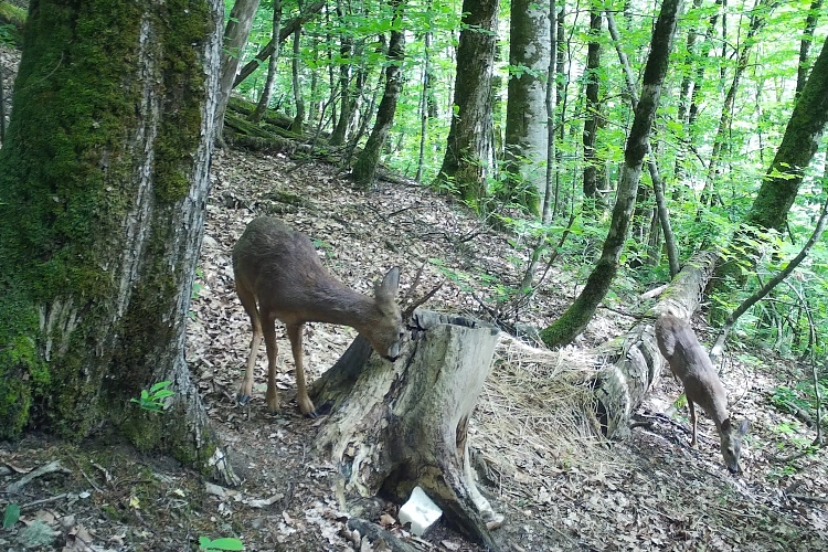 Роза Хутор заботится о сохранении биоразнообразия горного Причерноморья, фото 5 - круглогодичный курорт «Роза Хутор»