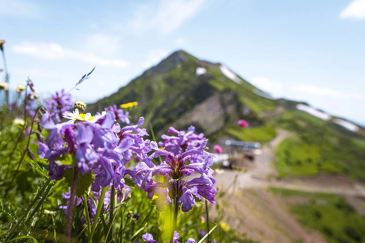 «Роза Хутор» поддержит экологические проекты сочинских школьников, фото 5 - круглогодичный курорт «Роза Хутор»