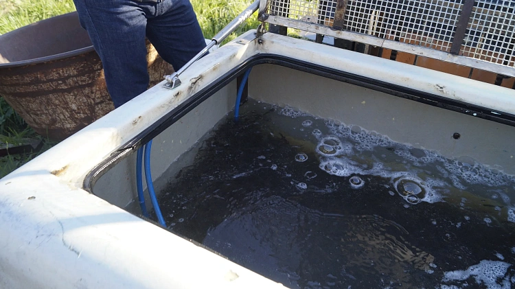 Роза Хутор восстанавливает популяцию кумжи, фото 5 - круглогодичный курорт «Роза Хутор»