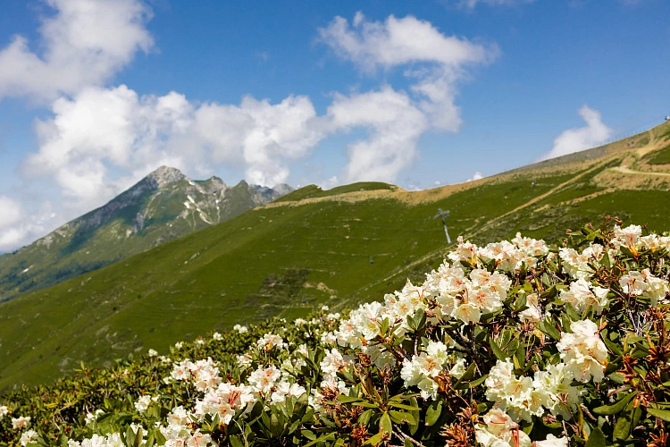 На «Роза Хутор» зацвели рододендроны , фото 1 - круглогодичный курорт «Роза Хутор»