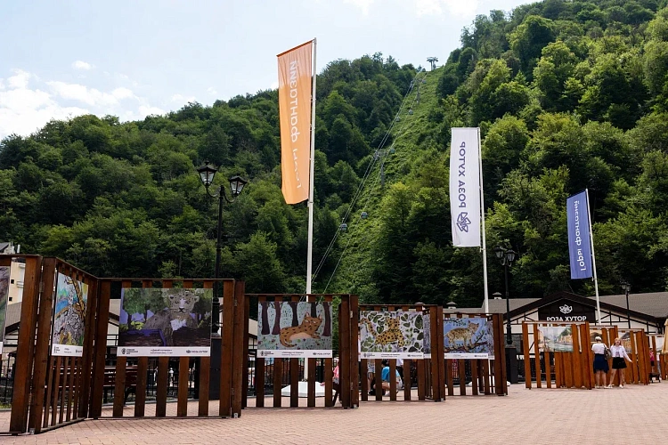 День леопарда отметят на «Роза Хутор», фото 1 - круглогодичный курорт «Роза Хутор»