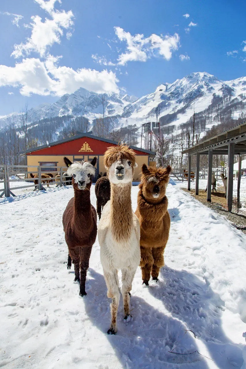 Альпака-ёлка, фото 2 - круглогодичный курорт «Роза Хутор»