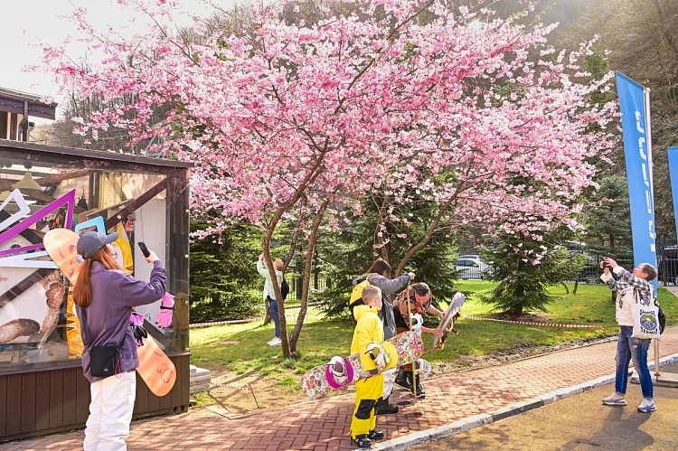 На курорте «Роза Хутор» начался сезон цветения сакуры, фото 4 - круглогодичный курорт «Роза Хутор»