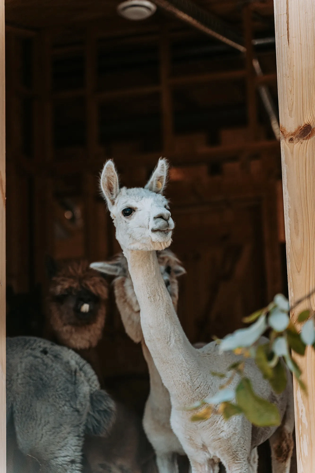 Тропа Путь к альпакам, фото 5 - круглогодичный курорт «Роза Хутор»