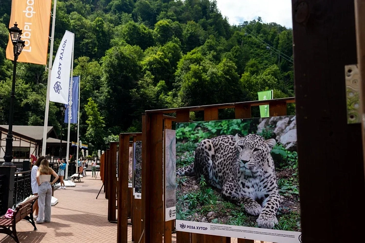 День леопарда отметят на «Роза Хутор», фото 4 - круглогодичный курорт «Роза Хутор»