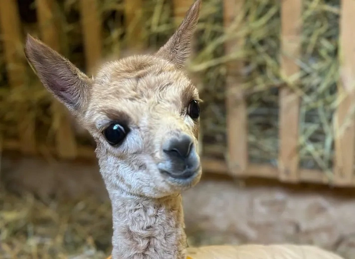 Первый детеныш родился в Парке альпак на «Роза Хутор», фото 2 - круглогодичный курорт «Роза Хутор»