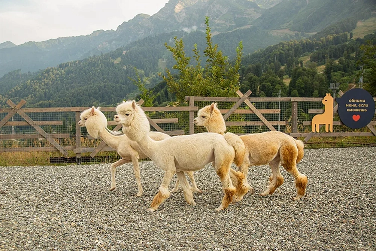 На курорте «Роза Хутор» поселились альпаки, фото 1 - круглогодичный курорт «Роза Хутор»