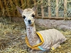 Первый детеныш родился в Парке альпак на «Роза Хутор», фото 1 - круглогодичный курорт «Роза Хутор»